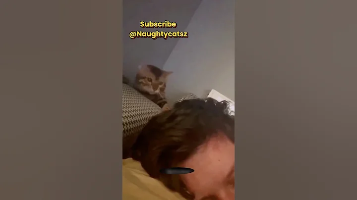 Funny Cats videos 😸🌸 #shorts #cat #funny #cute #pets #funnycats #animals