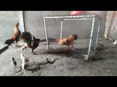 Video gà mái đá vs gà tre - youtube