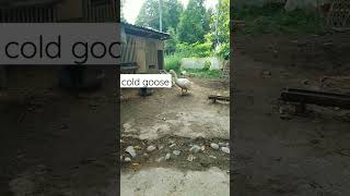 Video De Swan Et Neo Short