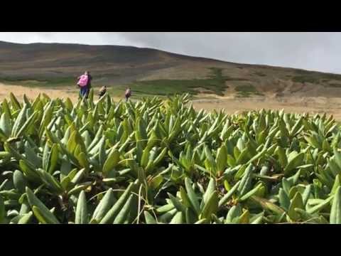 შავნაბადა 2929. აბულ-სამსარის ქედი