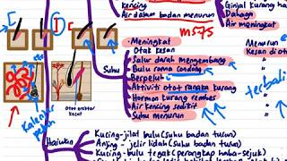 SAINS PT3 T1 - Bab 3 Koordinasi dan Gerak Balas