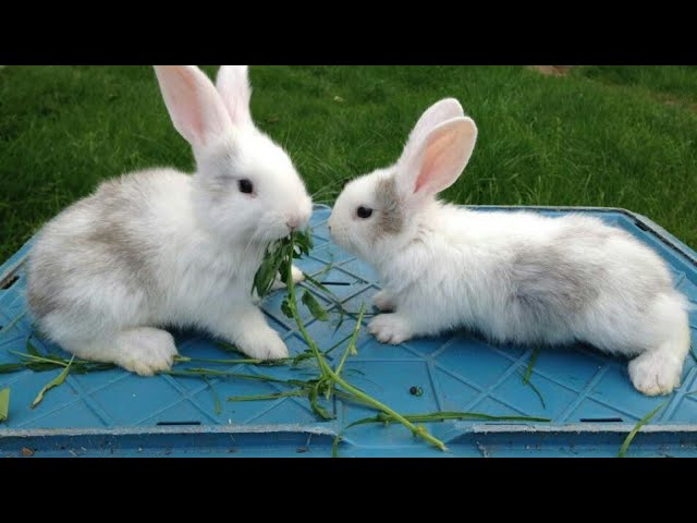 Ommaviy jinsiy aloqa, oltin dush, emissiya