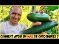 CONCOMBRES AU POTAGER - Taille, tuteurage, variétés