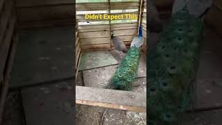 We Didn’t Expect This Already From Our Rare Peacock & Peahen