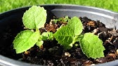 How to GROW KIWI plants for seeds you take from store bought fruit