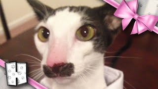 Learn Stache's story and pet insurance:  A hobbikats exclusive! by hobbikats 48,117 views 3 years ago 10 minutes, 31 seconds