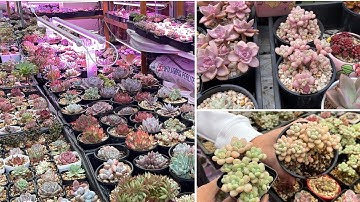 Tham Quan Vườn SEN ĐÁ của Đại Gia Melbourne 🇦🇺 | Visiting a Succulents Collection Garden