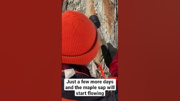 Maple sap season is about to begin