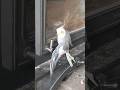 Cockatiel trying to get into the wood stove