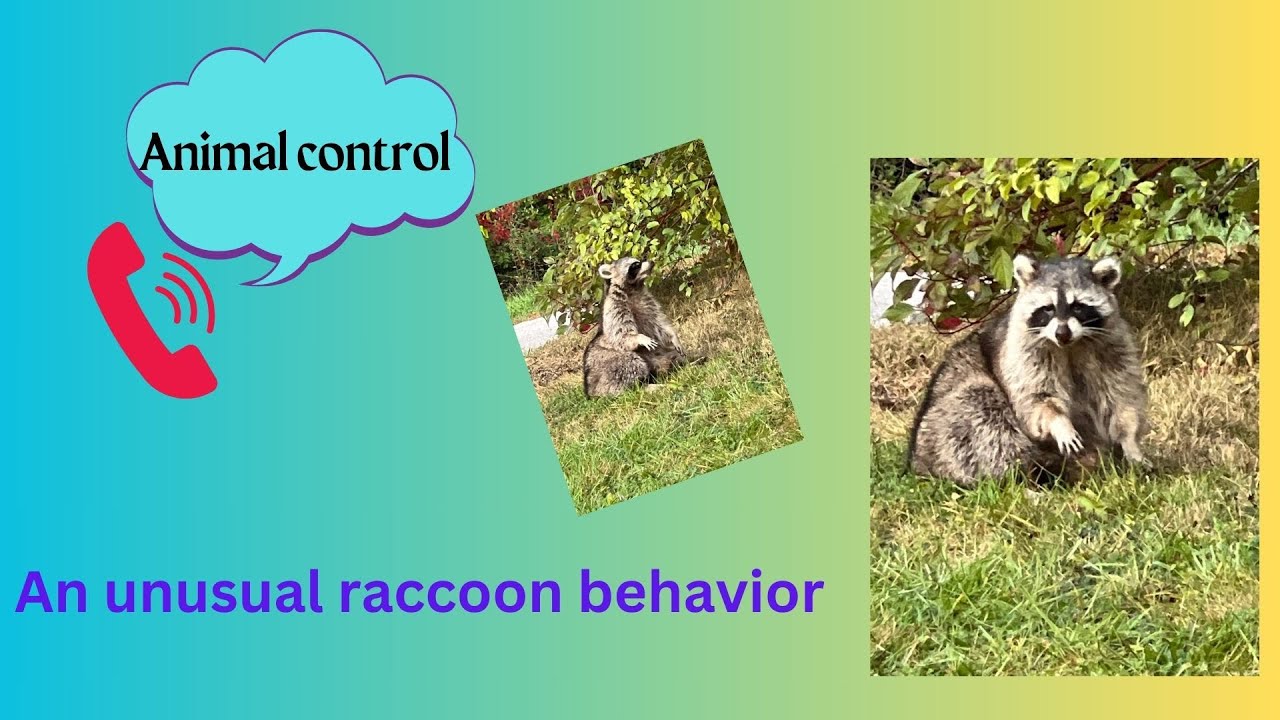 Unusual raccoon behavior. Called Animal control! - YouTube