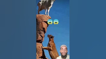 #egzonibrahimi #سورة_الإخلاص #ikhlas #shortvideo #nature