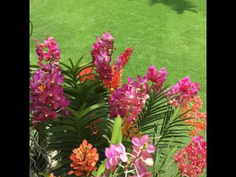 Video: Orquídea roja invitada exótica