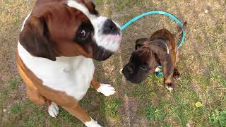 Training My Boxer Puppy (11w) To Walk With A Leash!