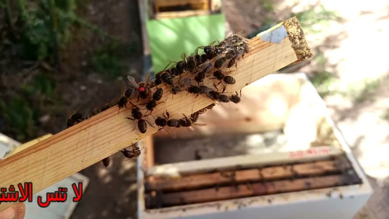 كيفية ادخال ملكة ملقحة على خلية نحل بها تكذيب او الامهات الكاذبة
