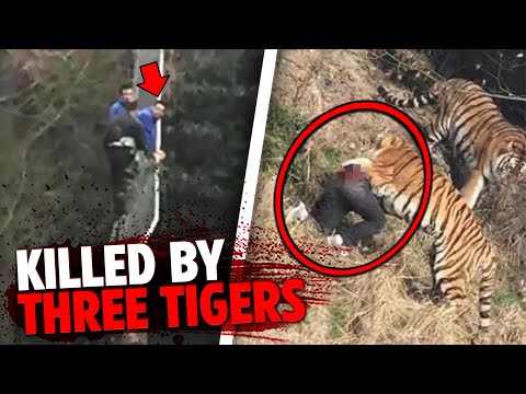 2024Family with Tigers大山3 2024Family with Tigers大山3 2024Family