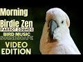 Morning birdie zen happy parrot soundscape  parrot tv edition  3 hours  bird room tv