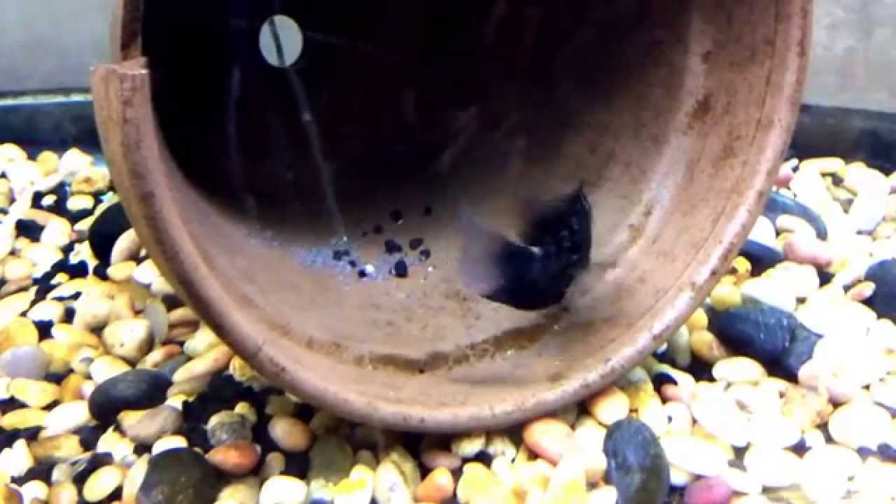 SRD Flowerhorn and Bonsai Flowerhorn Hatch 2! YouTube