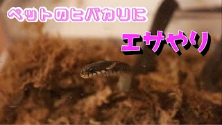 【蛇】ペットのヒバカリ　捕食シーン【高画質】