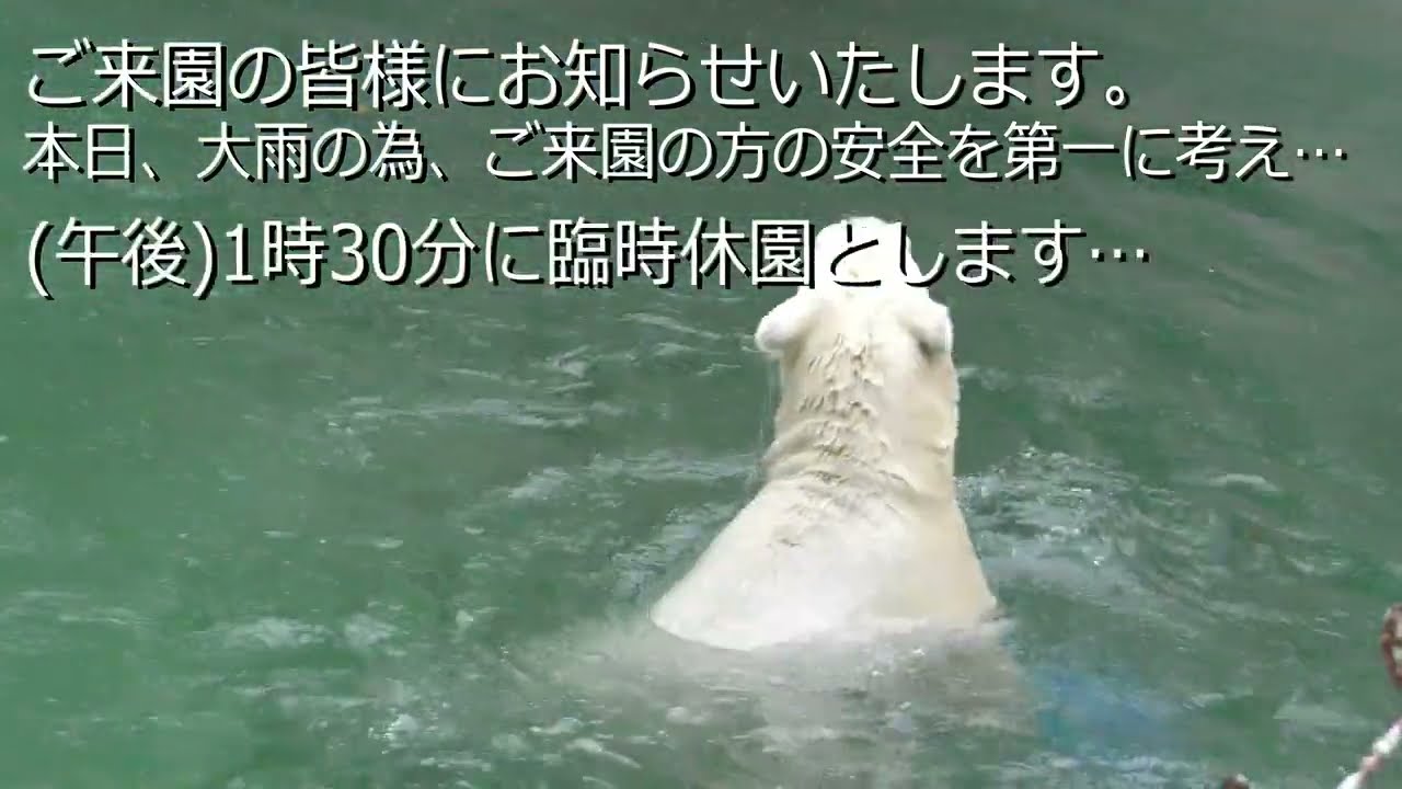 【急遽臨時閉園！】大雨の為、客は13時半で強制退場決定…残り時間7分で見せた神懸かったジャンプ！  2023年6月2日のホウちゃん その1  🐻‍❄️💞 天王寺動物園のホッキョクグマ