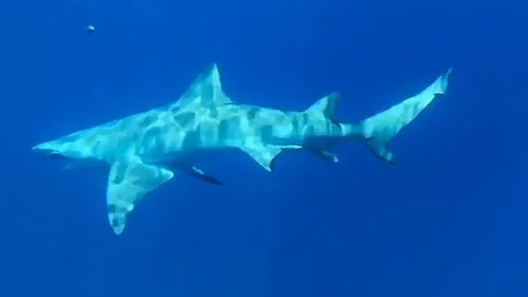 80 MILES OFFSHORE FISHING! RED SNAPPER + RED GROUPER