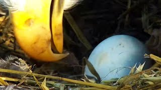 Decorah North Nest | DNF just laid her FIRST EGG of the 2021 season + close up ~ 02-16-2021
