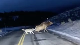 Yellowstone wolves chase elk across road in a shocking sight