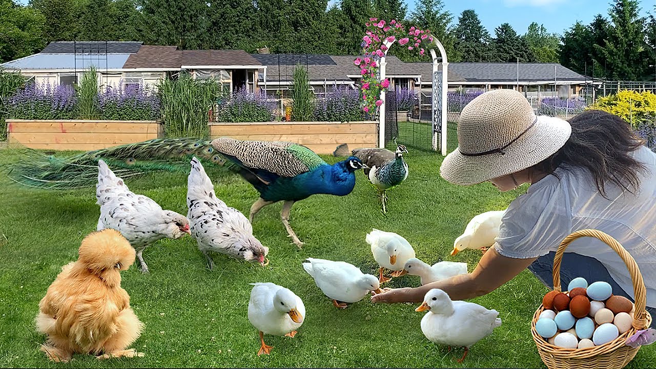 Finding Peace & Joy in Nature 🌿 Simple Life on My Organic Farm with Pets, Gardens & Harvest Meals