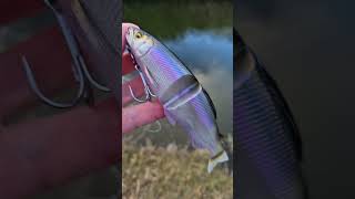 Megabass Magdraft Ayu Twitcher Sink! The ultimate Sinking soft Megabass glide bait #ebbtidetackle