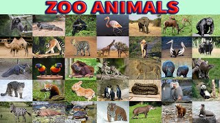 Zoo Animals  Vocabulary in English with Pictures
