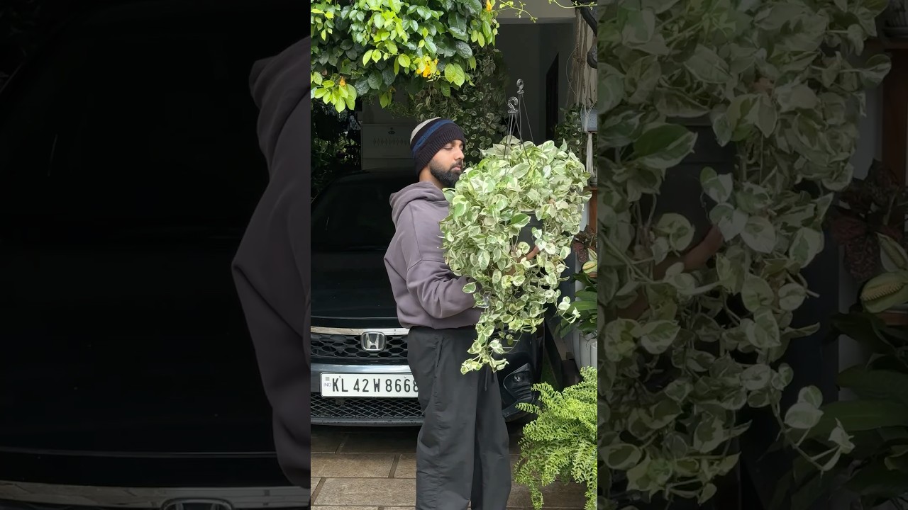 My money plants | propagation | DIY #jishnuuthaman #garden #moneyplants #plants