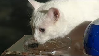 Кот Ахилл предсказал победу нигерийцам и ошибся. В Эрмитаже рассказали почему Кот Ахилл предсказал победу нигерийцам и ошибся. В Эрмитаже рассказали почему