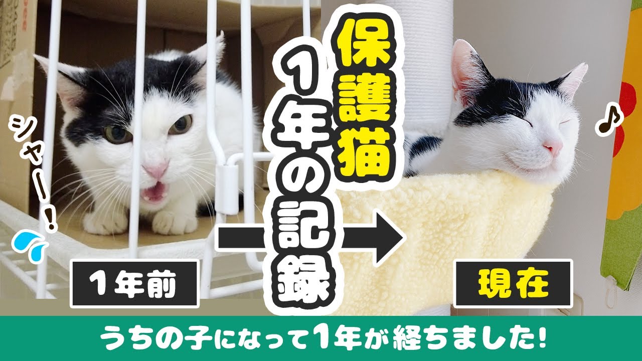 【ホルン一年記念】保護猫を迎えて一年経った記録