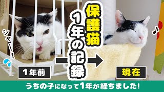 【Horun One Year Anniversary] A record of one year after welcoming a shelter cat.
