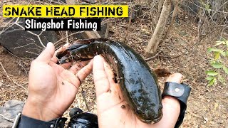 Snake Head (Murrel) Fish Catching with Slingshot