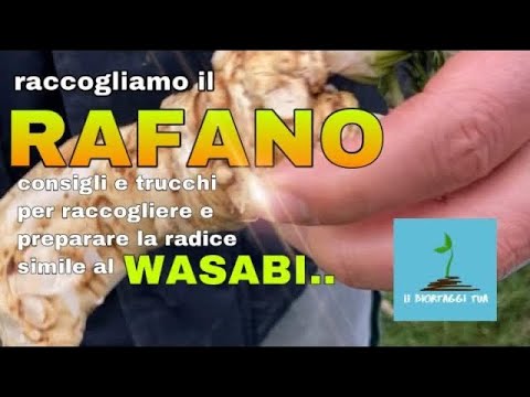 Video: Il rafano e il wasabi sono correlati?