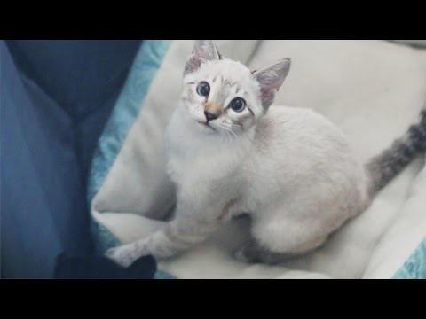 Video: Koho spája biela mačka s Jamesom?