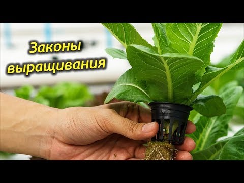 Видео: Комнатные растения для начинающих – общие советы по уходу и выращиванию комнатных растений