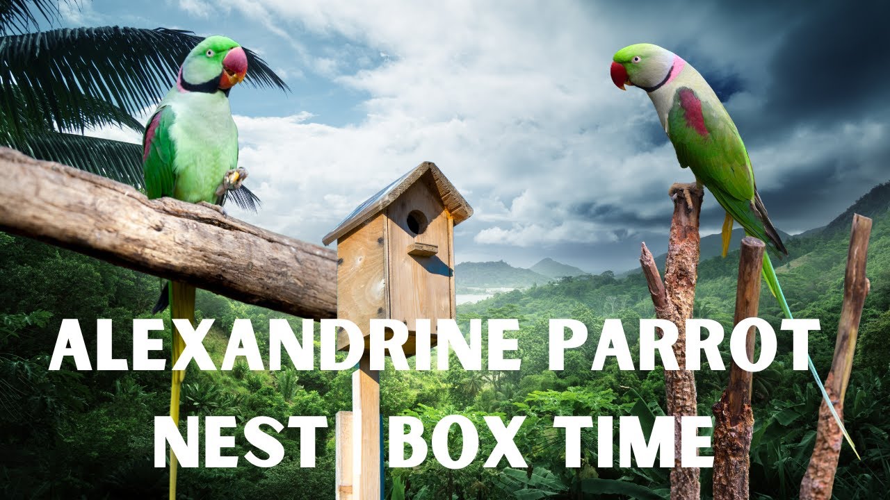 Nest Box Time | Alexandrine Parrot | Perfect Timing | Setup Breeding ...