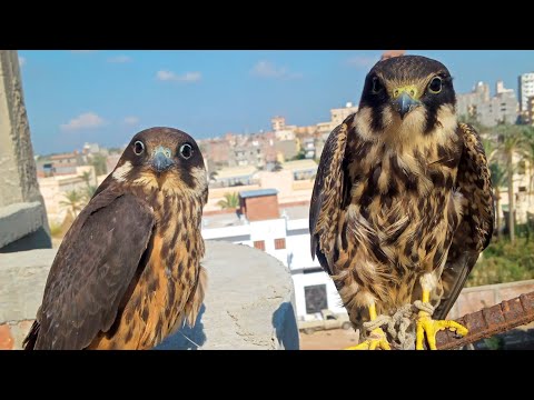 الفرق بين الشويهن و الجلمة صقر الهوبي و صقر الإليونورا
