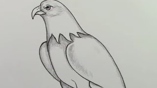 How to Draw a Eagle Drawing Tutorial for beginners