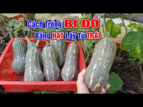 Video: Thông tin về cây bí vàng - Tìm hiểu về cách trồng cây bí ngòi vàng