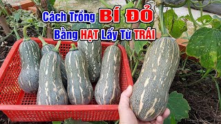 Cách trồng bí đỏ bằng hạt lấy từ trái mua ở chợ