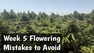 Week 5 Flowering Mistakes to Avoid Cannabis Grow Outdoor 2019 September