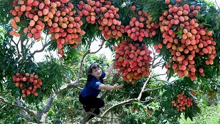 How to Harvest Lychee, Goes To The Market Sell - Harvesting and Cooking | Tieu Vy Daily Life