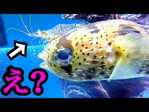 ハリセンボンのいろんなエサやりまとめてみた Youtube ハリセンボンのいろんなエサやりまとめてみた Youtube