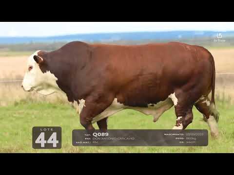LOTE 44   TAT Q089 M Braford