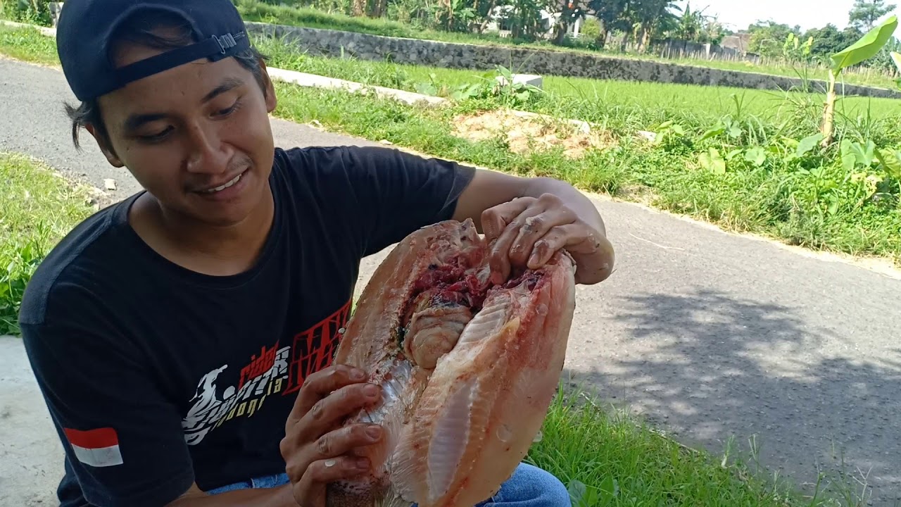 Cara membelah ikan gurame buat di bakar - YouTube