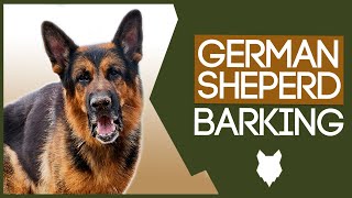 GERMAN SHEPHERD TRAINING! My German Shepherd Won't Stop Barking!