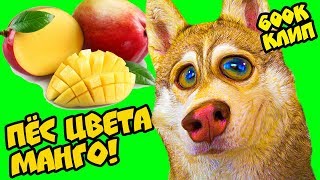 Mister Booble - ПЁС ЦВЕТА МАНГО! (Official music video) Хаски Бублик - говорящая собака