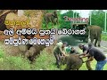 මත්තලදී අලි අම්මයි පුතයි බේරාගත් මෙහෙයුම  Elephant and calf rescued